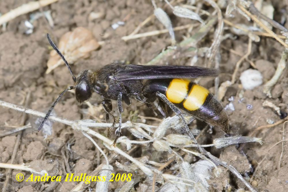 Lo Stizoides tridentatus  profitta degli Sphex funerarius